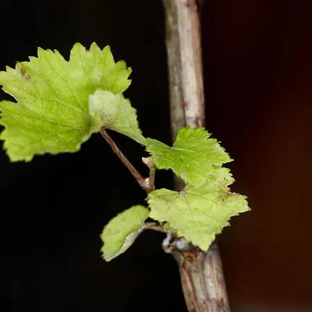 Fruit Garden فيلة كريوبيجي