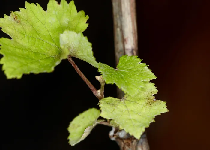 Fruit Garden Villas Βίλα Κρυοπηγή
